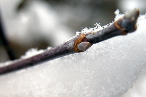 Branche avec des bourgeons sur la neige