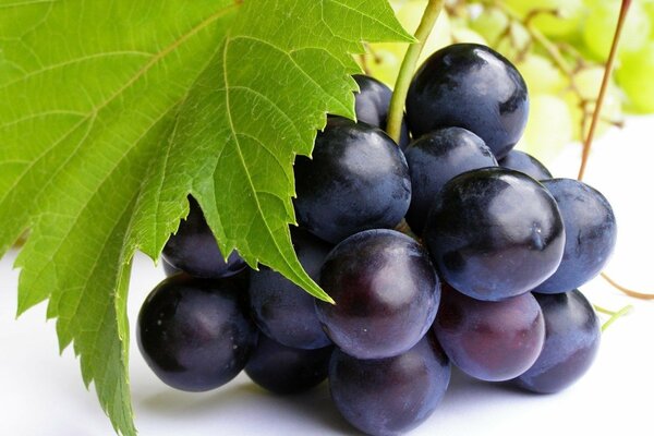 Uva nera sotto la foglia verde