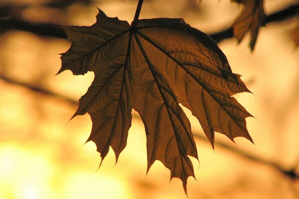 Yellow maple leaf in autumn