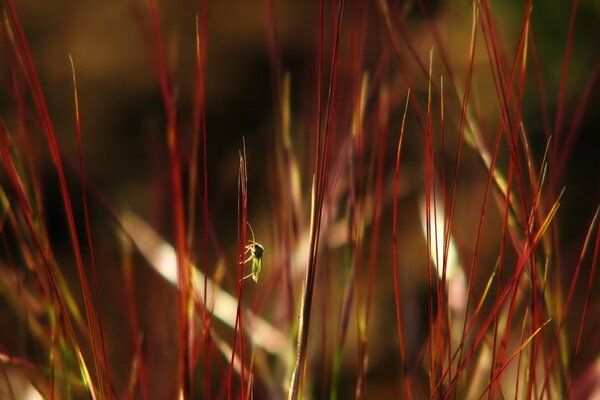 Der Bulle klettert über das rote Gras