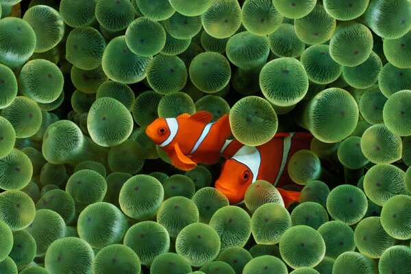 Clown fish in algae in the sea