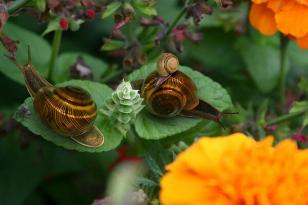 Zwei gehörnte Schnecken sitzen auf grünen Blättern inmitten von Blumen