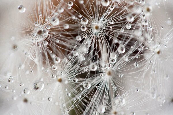 Dew drops on dandelion seeds