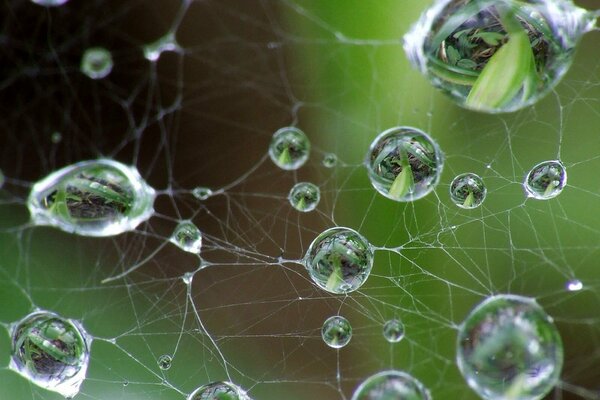 Pon el rocío en la telaraña. Reflejo de detalles en una gota