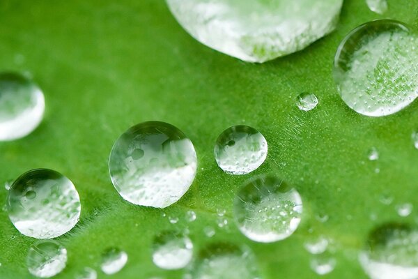 Dew on a leaf. Macro shooting with a dewdrop