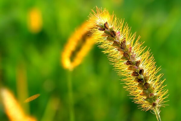 Herbe en couleur or