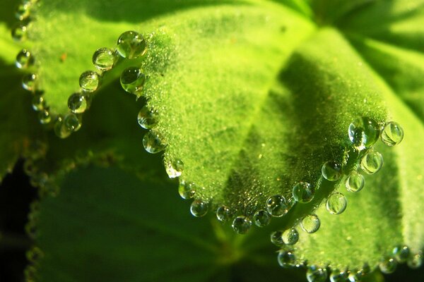 Gotas de rocío en una hoja. Cuentas en una hoja