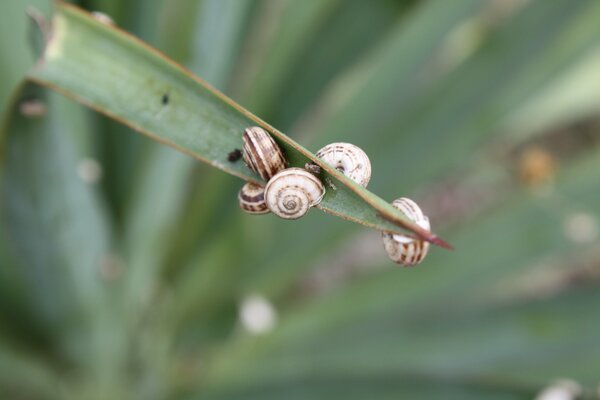 Small snails sit on a leaf of a plant