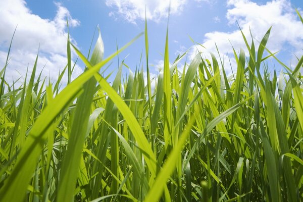 Fotografía macro de la hierba verde jugosa contra el cielo azul con nubes esponjosas