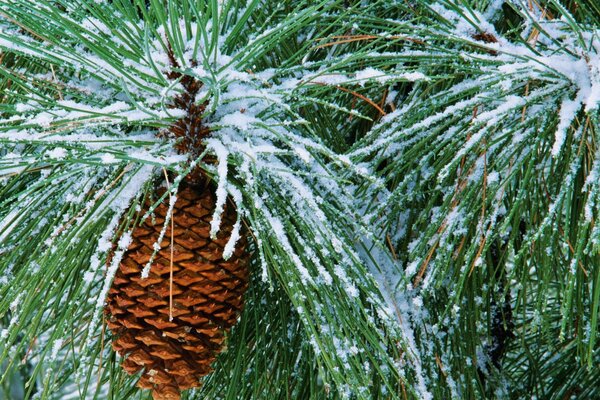 Pine cone in the winter forest