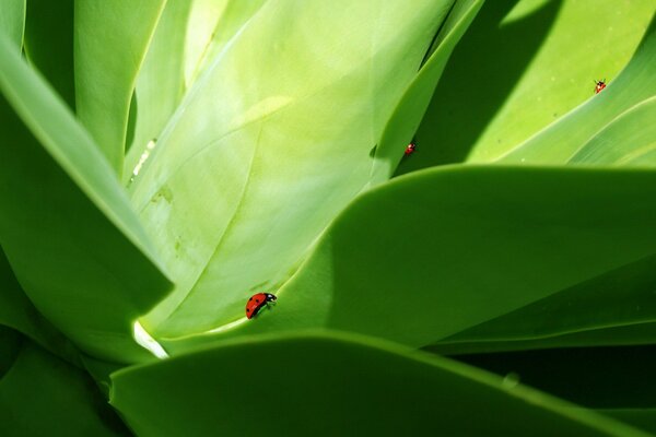 Ladybug on a green leaf