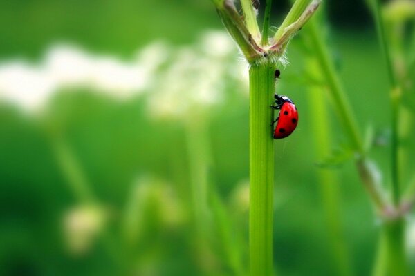 Coccinella su un gambo verde succoso