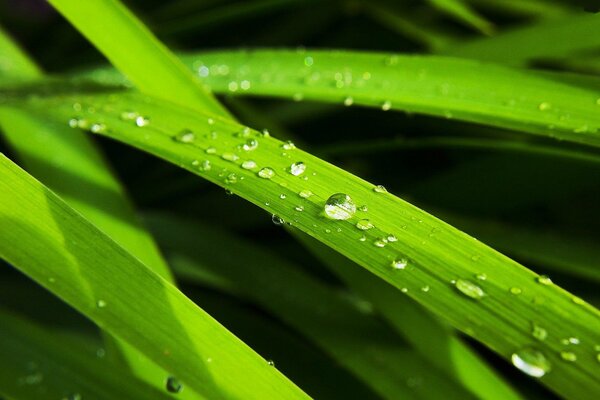 Gouttes transparentes sur les feuilles vertes