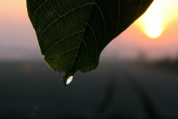 Ein Tropfen Wasser unter der Sonne