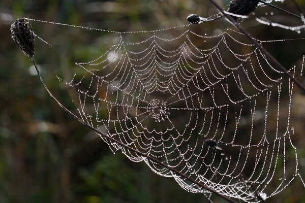 Spider web on a branch with water drops