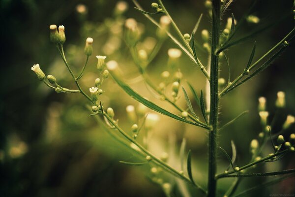 Plante verte avec des fleurs jaunes