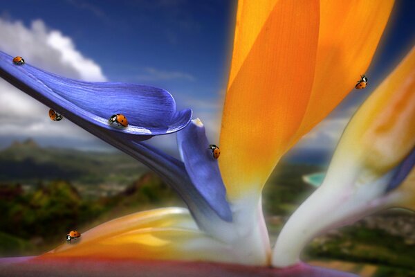 Ladybugs on the petal of a multicolored flower