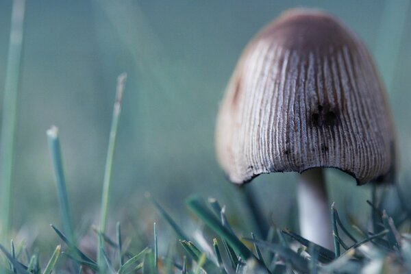 Champignon de thé dans un champ de verdure