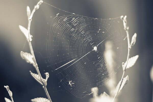 Weiße Spinne webt ein Spinnennetz