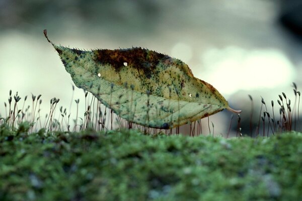 A leaf of a tree on grass sprouts