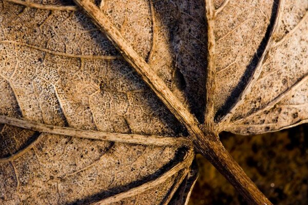 Prise de vue macro d une feuille brune sèche