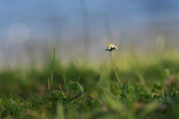 A lonely daisy in the middle of a field