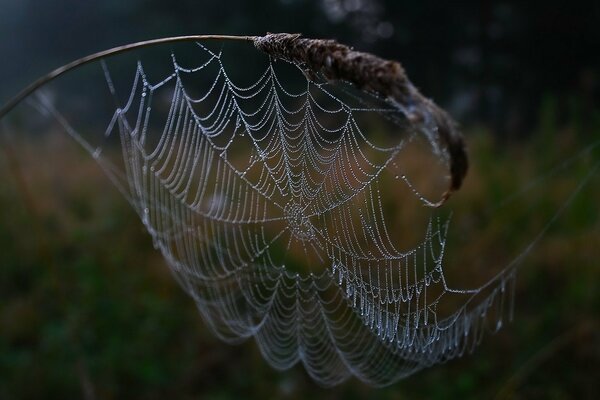 Toile d araignée dans des gouttes de rosée transparente