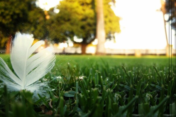 A white feather lies in the green grass