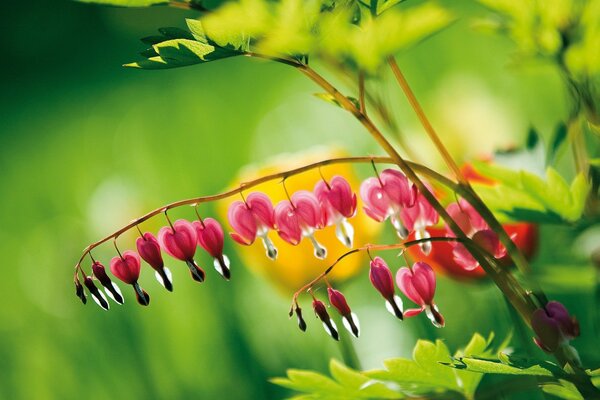 Dew drops flow down from the pink flower