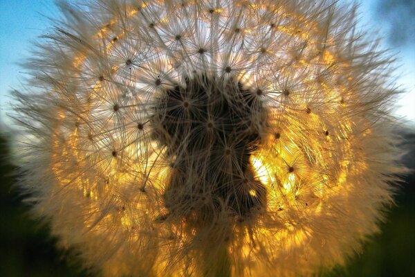 Pelusa de diente de León a través de los rayos del sol