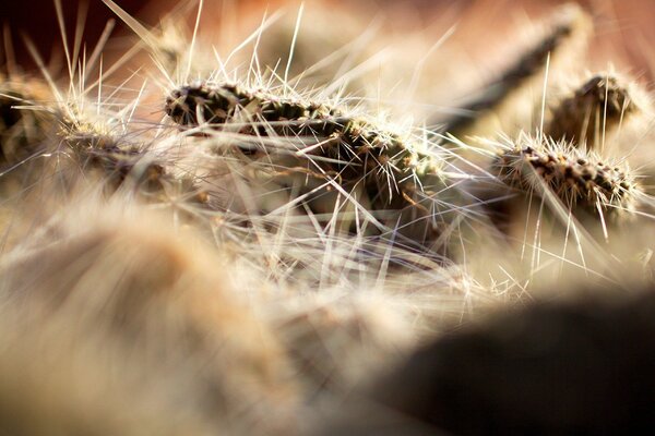 Aiguilles de chenille sur macro shot