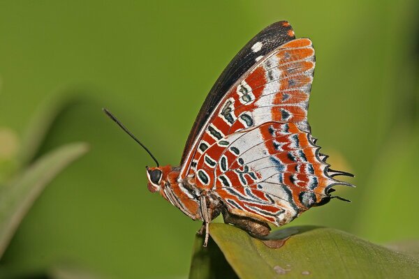 A red butterfly sits on a leaf