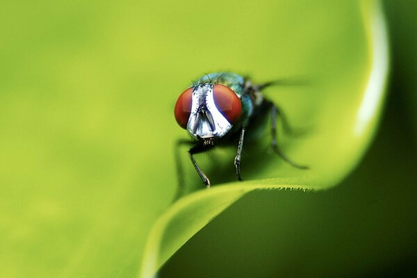 Gros plan d une mouche assis sur une feuille