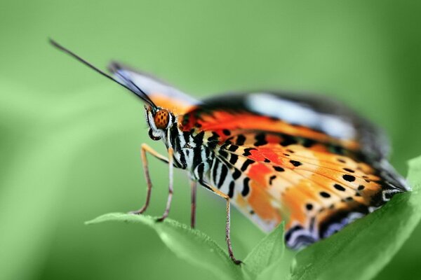 A butterfly sits on a green plant a beautiful male