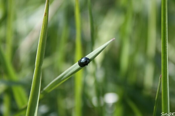 Black beetle on summer foliage