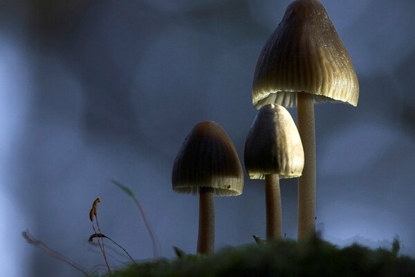 Three mushrooms on a hill in the twilight