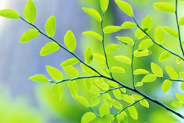 A branch with green leaves on a blue sky background