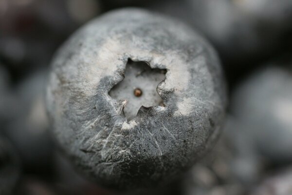 Black berry in macro shooting