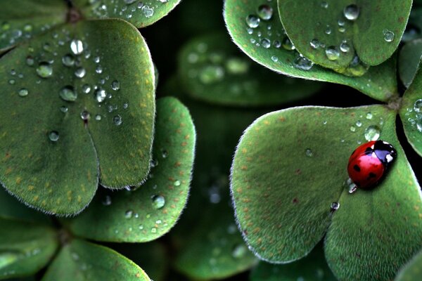 Coccinella su foglia verde