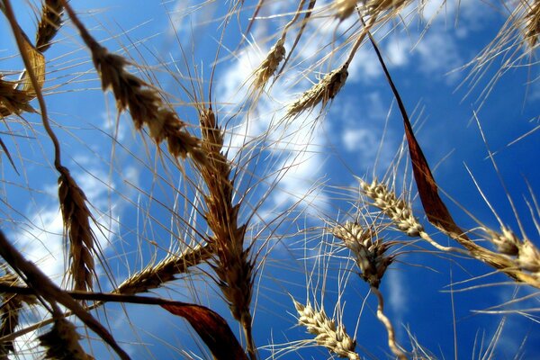 Campo di spighette contro il cielo