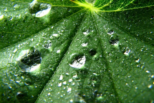 Rugiada sulle foglie nella foresta al mattino