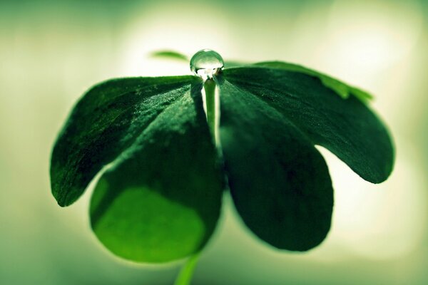 Macro gota en una hoja de trébol con fondo verde