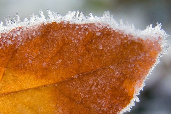 Prise de vue macro d une feuille sèche avec de l inium