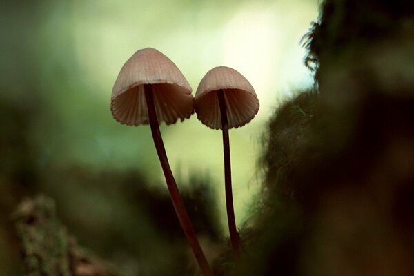 Mushrooms on thin legs in the forest