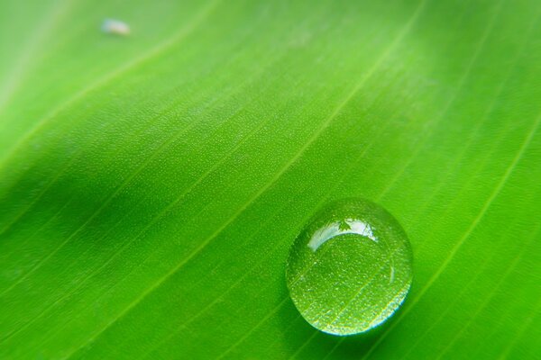 Una gota de rocío en una hoja verde grande y brillante