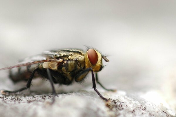 Fly. Macro shooting of a big-eyed fly