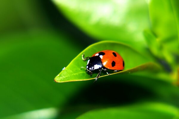 Coccinelle sur feuille verte