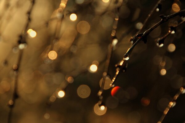 Gouttes de pluie d automne sur le verre