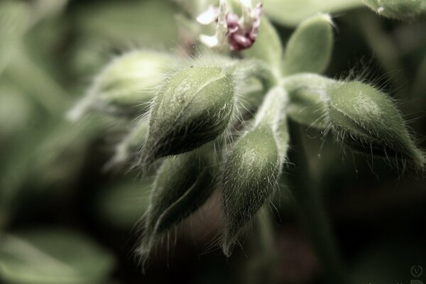 An unopened flower with fluffy buds