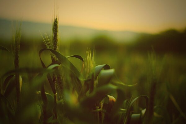 Green spikelets at the dawn of summer